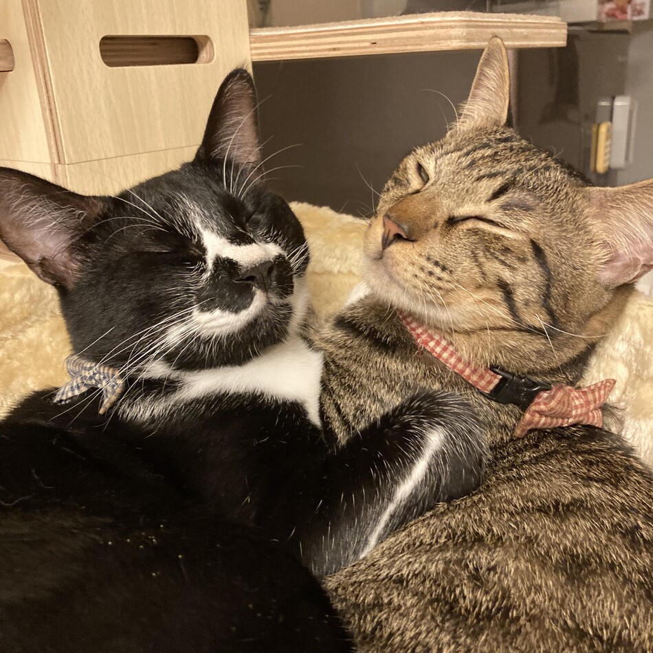 はれのカバー写真