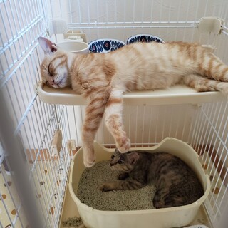 リリースされた漁港の子猫たち