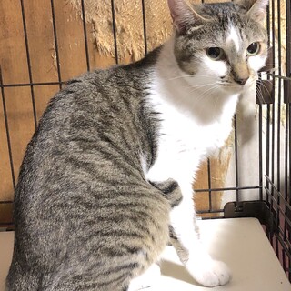 うさぎちゃん、子猫に好かれるまったり猫【動画】