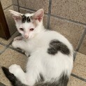 ハートの模様の子猫です
