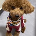 大切にしてくれる里親さん募集します。