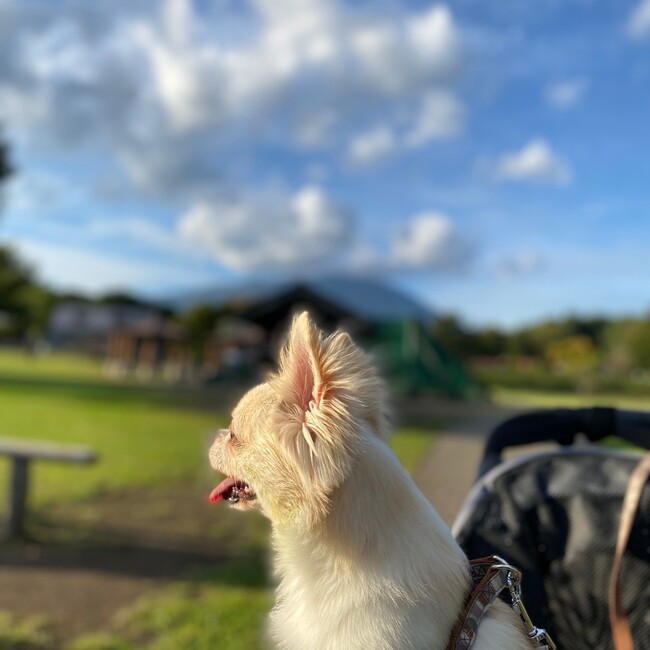 にゃみお39のカバー写真