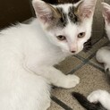 子猫です