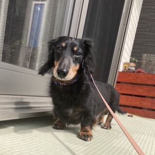 子供や他犬に対してもおだやかで優しい