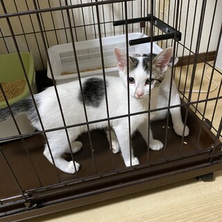 なつめちゃん