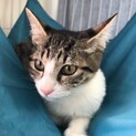 幸せの鍵しっぽのかわいい男の子♡
