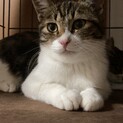 サバ白の子猫(母猫と一緒にお願いします)
