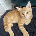 ぬいぐるみみたいアメショタビー柄茶トラとミケ猫さん
