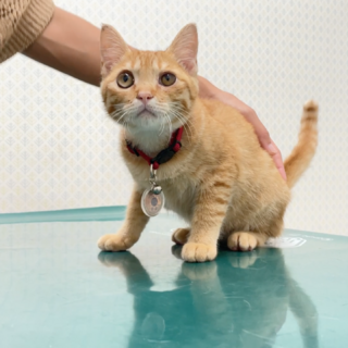 茶トラの女の子☆少ないよ！