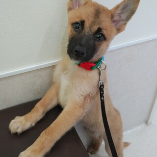 キリッとした顔立ちの一星（いっせい)くん