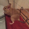 サンドカラーのデグーの男の子です サムネイル2
