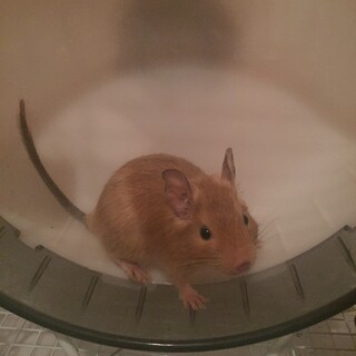 サンドカラーのデグーの男の子です