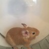 サンドカラーのデグーの男の子です サムネイル4