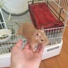 サンドカラーのデグーの男の子です サムネイル5