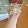サンドカラーのデグーの男の子です サムネイル6