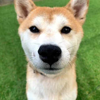 穏やかな柴の女の子*ティちゃん 推定5～8歳