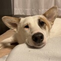 個性的でシャイな女の子☆1歳6ヶ月