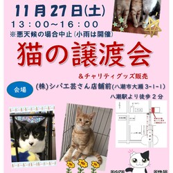 猫の譲渡会