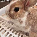 ミニウサギ 里親募集