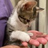 やんちゃだけど甘えん坊 サムネイル4
