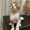 やんちゃだけど甘えん坊 サムネイル6