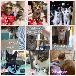 保護ねこ譲渡会 サムネイル2