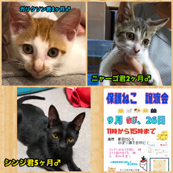 保護ねこ譲渡会 サムネイル3