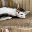 三毛のふーみんちゃん