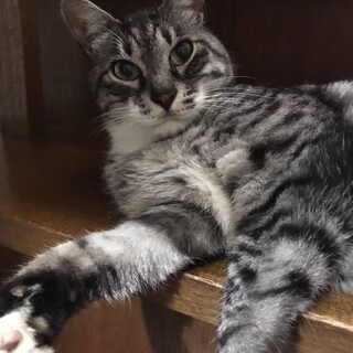 めちゃめちゃ甘えん坊さん　ももた