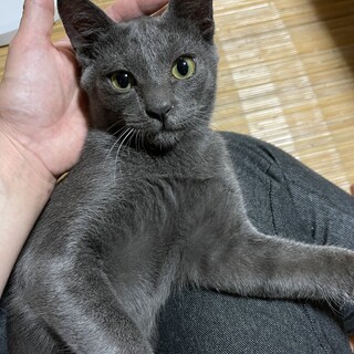 ロシアンブルー似の元気な男の子です！
