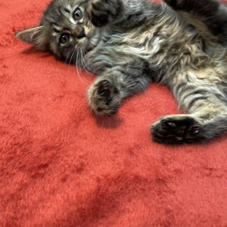 見分けられる人は天才❗️長毛兄弟武蔵