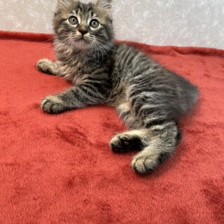 長毛は暑さに弱いです❤️舎弟❗️小次郎