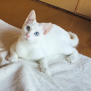 ブルーの瞳の 綺麗な女の子