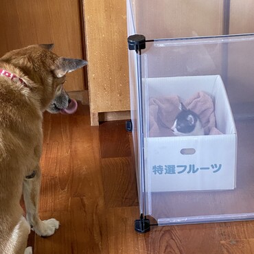 の写真