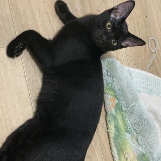 子猫の里親様募集しておりますm(_ _)m