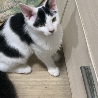 子猫の里親様募集しておりますm(_ _)m