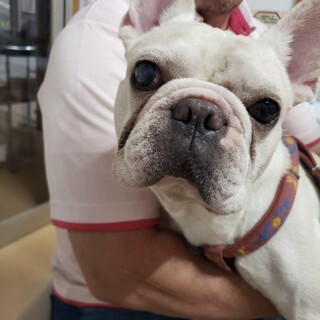 フレブル　マイくん