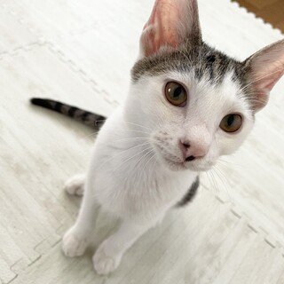 生後5ヶ月の男の子です☆