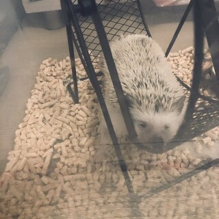 ハリネズミ &フクロモモンガ2匹