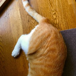 茶色さんのしっぽ