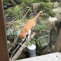 「茶色さんのしっぽ」サムネイル2