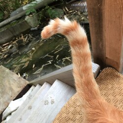 「茶色さんのしっぽ」サムネイル3