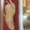 サンドカラーのデグーの男の子です サムネイル7