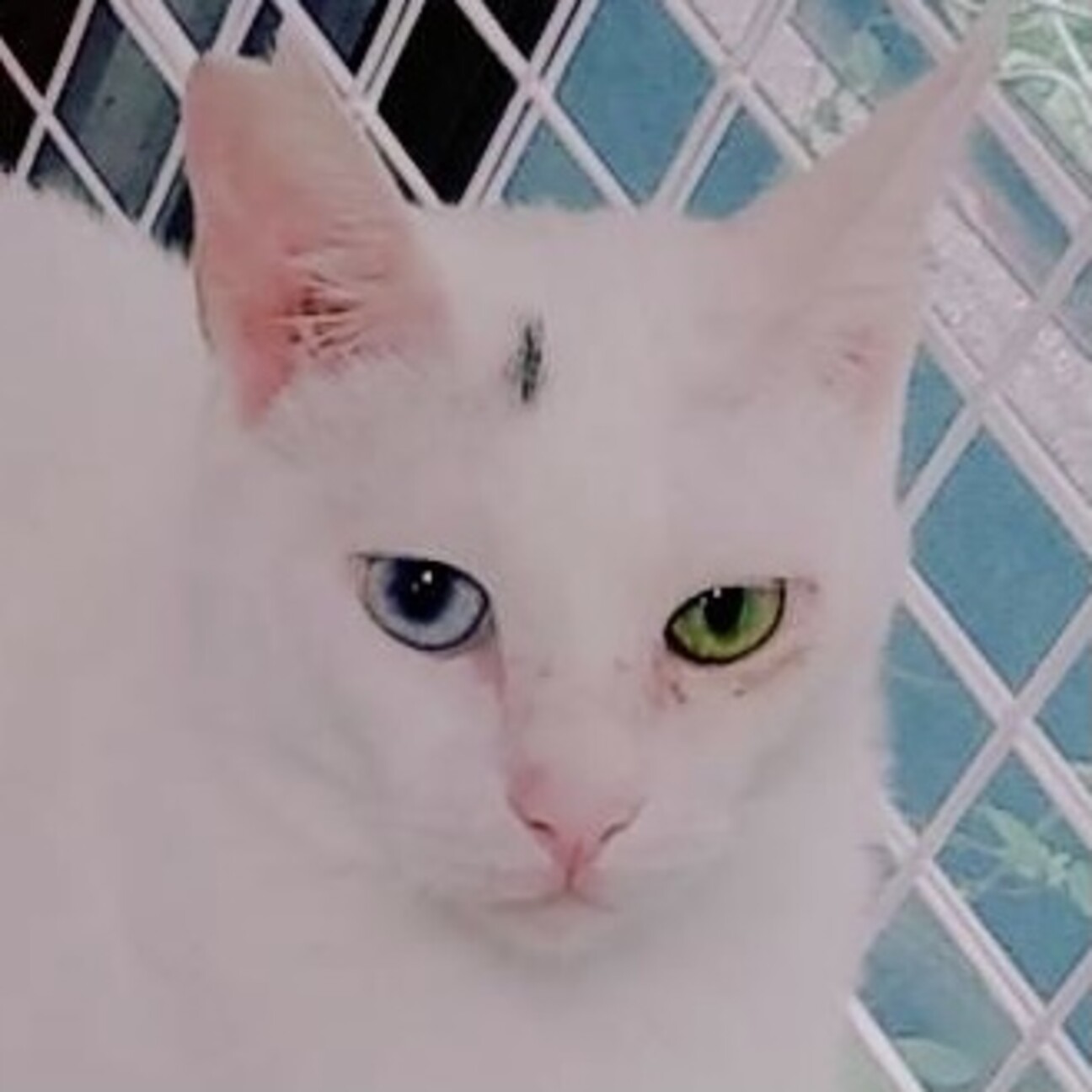 綺麗なオッドアイのシロ猫 大阪府 猫の里親募集 3762 ペットのおうち 月間利用者150万人