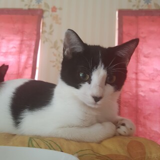 白黒ハチワレのワンパクな男の子