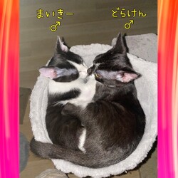 保護猫譲渡会