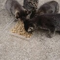 ありがとうございました！みな無事家族が決まりました