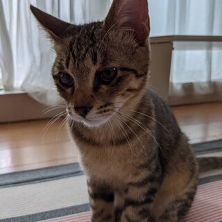 仮名　サリー♂