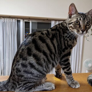 仮名　こむぎ♂