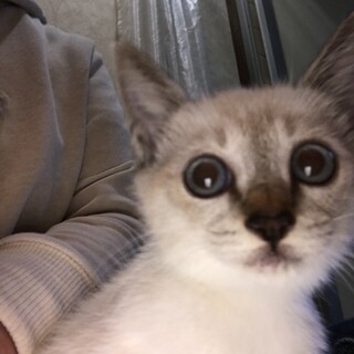 シャム風オス2-3か月子猫